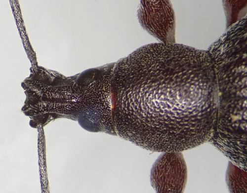 Otiorhynchus sp.